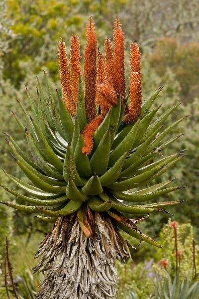 Bitter Aloe (Aloe ferox) flowering, South Africa, August