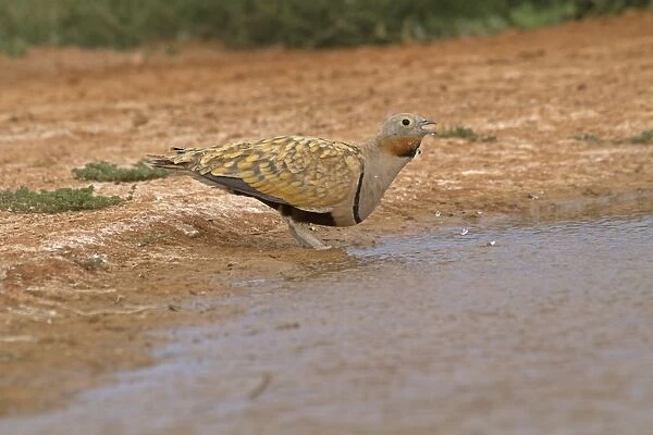 Black-bellied Sandgrouse (Pterocles orientalis) adult male, drinking at pool, Aragon, Spain, july