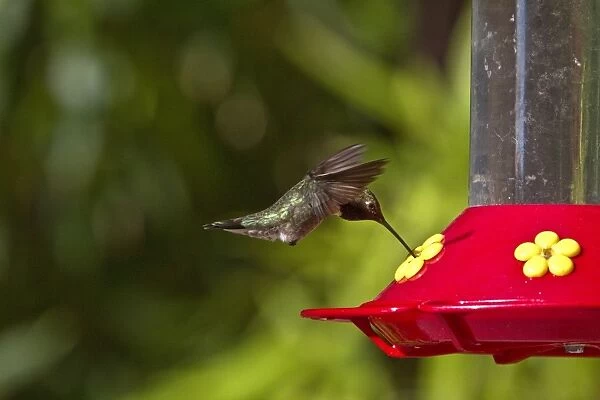 Black Chinned Hummingbird male hovering by feeder