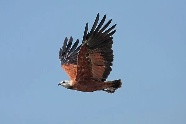 Black-collared Hawk (Busarellus nigricollis nigricollis) adult, in flight, Pixaim River, Mato Grosso, Brazil, september
