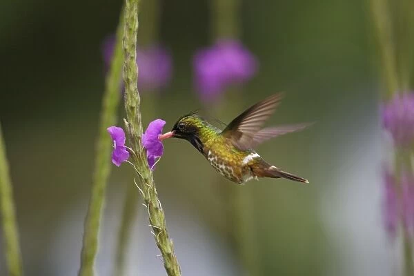 Black-crested Coquette (Lophornis helenae) adult male, in flight, hovering at flower, Rancho Naturalista, Turrialba