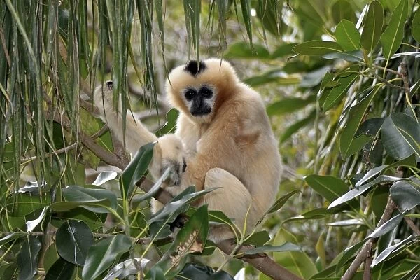 Black Crested Gibbon (Nomascus concolor) adult female, sitting on branch (captive)