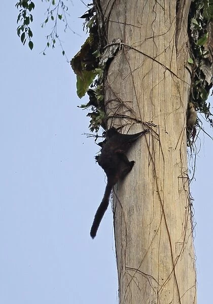 Black Flying Squirrel (Aeromys tephromelas) adult, climbing up tree trunk in day, Taman Negara N. P