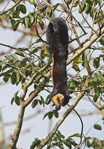 Black Giant Squirrel (Ratufa bicolor) adult, feeding on fruit in tree, hanging from branch, Kaeng Krachan N. P. Thailand, november