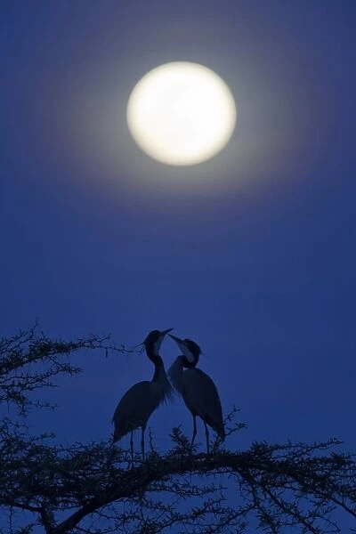 Black-headed Heron (Ardea melanocephala) adult pair, perched on branch under moon at night, Serengeti N. P. Tanzania, november