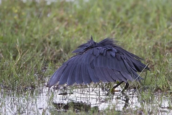 Black Heron (Egretta ardesiaca) adult, fishing in pool, using wings umbrella to shade water, Okavango Delta, Botswana