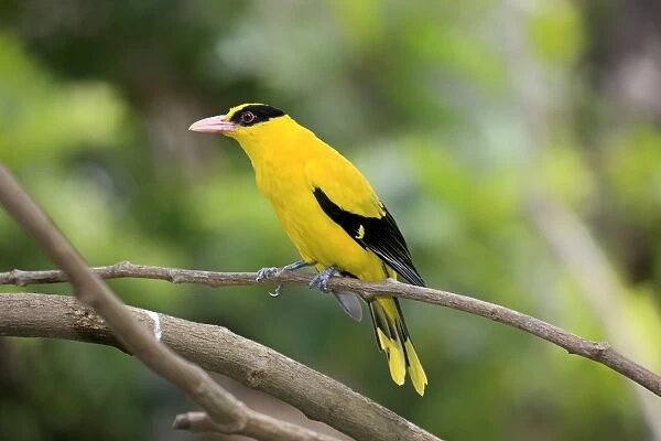 Black-naped Oriole (Oriolus chinensis) adult, perched on twig (captive)