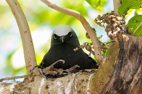 Black Noddy (Anous minutus) adult, sitting at nest on branch, Queensland, Australia, November
