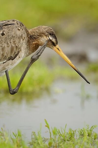 Black-tailed Godwit (Limosa limosa) adult, breeding plumage, scratching eye with foot, Netherlands, May