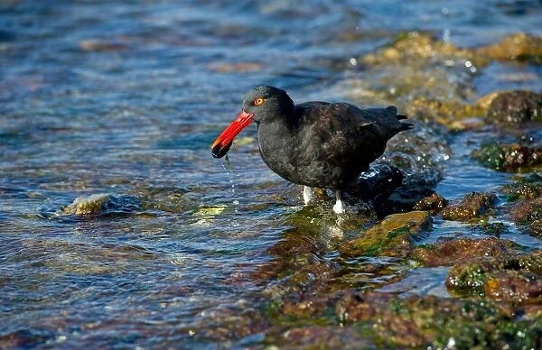 Blackish Oystercatcher (Haematopus ater) adult, feeding on mussel in sea, Falkland Islands, february
