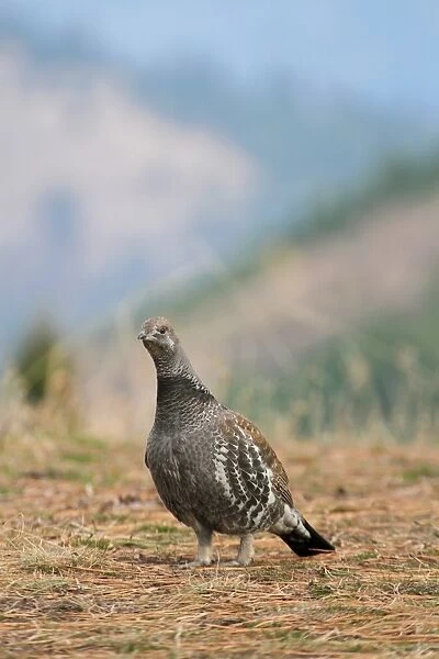 Blue Grouse (Dendragapus obscurus) adult male, standing, Montana, U. S. A. november