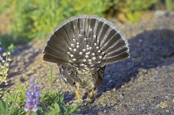 Blue Grouse (Dendragapus obscurus) adult male, rear view of fanned tail, in courtship display, Hurricane Ridge, Olympic N. P. Washington State, U. S. A