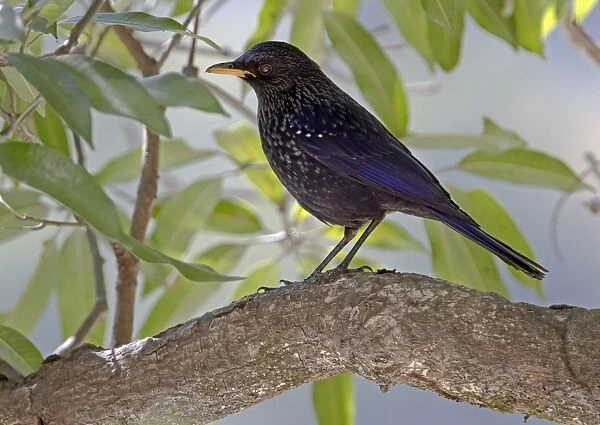 Blue Whistling-thrush (Myiophonus caeruleus) adult, perched on branch, Northern India, january