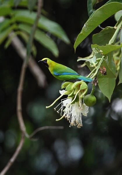 Blue-winged Leafbird (Chloropsis cochinchinensis chlorocephala) adult male, perched at flower in tree, Kaeng Krachan N. P. Thailand, february