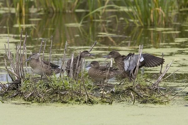 Blue-winged Teal (Anas discors) four juveniles, squabbling on Muskrat (Ondatra zibethicus) lodge in water, North Dakota, U. S. A. august