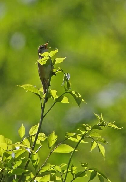 Blunt-winged Warbler (Acrocephalus concinens) adult male, singing, perched at top of bush, Old Peak, Hebei, China, may