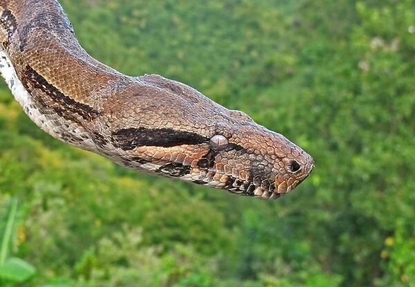 Boa Constrictor (Boa constrictor orphias) adult, close-up of head, ready to slough skin, St