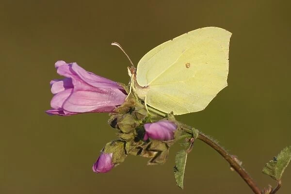 Brimstone Butterfly (Gonepteryx rhamni) adult, underside, resting on flowering mallow, Greece, april
