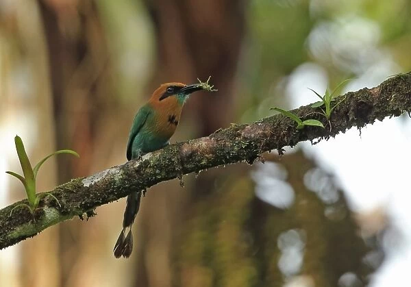 Broad-billed Motmot (Electron platyrhynchum minus) adult, with insect prey in beak, perched on branch, Rio Indio