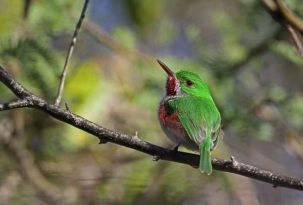 Broad-billed Tody (Todus subulatus) adult, perched on twig, Bahoruco Mountains N. P. Dominican Republic, January