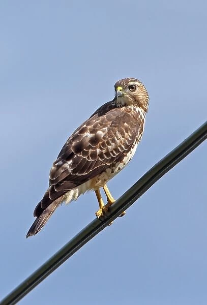 Broad-winged Hawk (Buteo platypterus rivierei) juvenile, perched on powerline, St