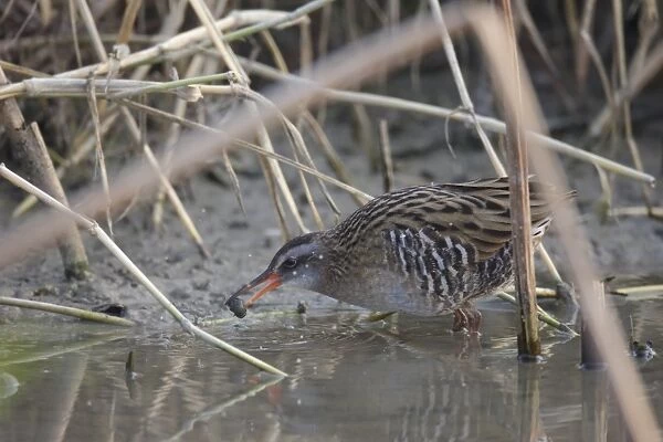 Brown-cheeked Rail (Rallus indicus) adult, feeding on aquatic snail, standing in shallow water, Long Valley