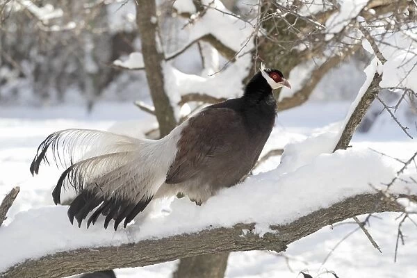 Brown Eared-pheasant (Crossoptilon mantchuricum) adult, standing on snow covered branch