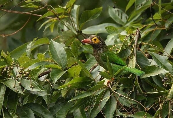 Brown-headed Barbet (Megalaima zeylanica) adult, perched in fruiting tree, Sri Lanka, december