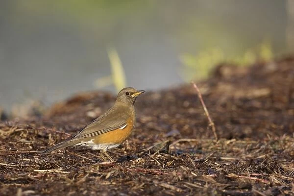Brown-headed Thrush (Turdus chrysolaus) adult female, standing on ground, Long Valley, New Territories, Hong Kong