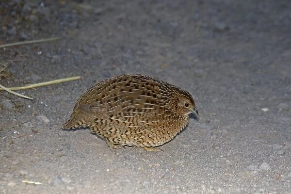 Brown Quail (Coturnix ypsilophora) introduced species, adult, walking on gravel, New Zealand, november