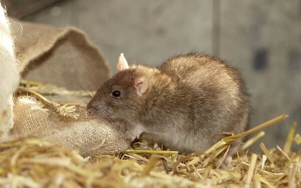 Brown Rat (Rattus norvegicus) adult, foraging in barn, Devon, England (captive)