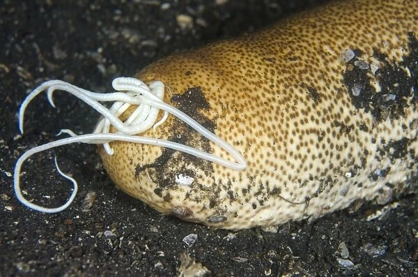 Brown Sandfish Sea Cucumber (Bohadschia vitiensis) adult, extruding white sticky cuivierian tubules in defensive