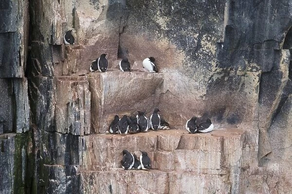 Brunnichs Guillemot (Uria lomvia) adults, breeding plumage, group sitting on coastal cliff ledges, Alkefjellet