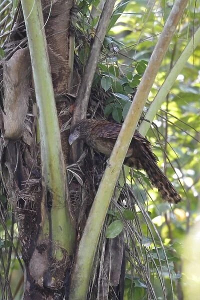 Buff-headed Coucal (Centropus milo albidiventris) juvenile, foraging in palm tree, Kolombangara Island