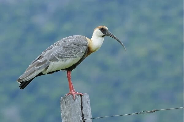 Buff-necked Ibis (Theristicus caudatus) adult, standing on fencepost, Rupununi, Guyana