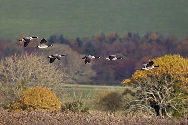 Canada Goose (Branta canadensis) introduced species, six adults, in flight, Mersehead RSPB Reserve, Dumfries and Galloway, Scotland, november
