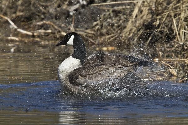 Canada Goose splash bathing