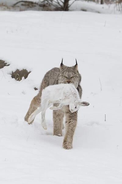 Canadian Lynx (Lynx canadensis) adult, walking on snow in forest clearing with Snowshoe Hare (Lepus americanus) prey