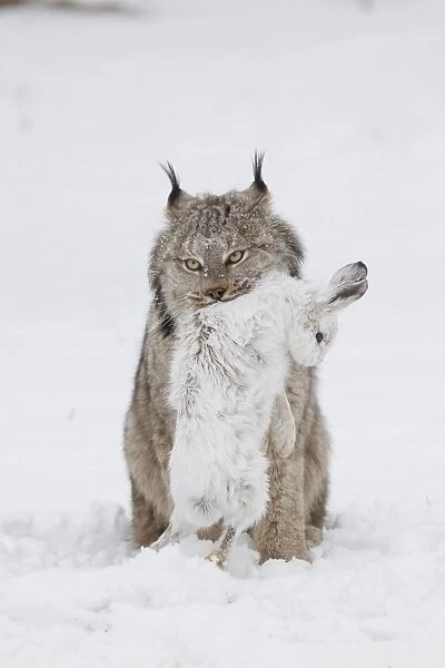 Canadian Lynx (Lynx canadensis) adult, standing on snow with Snowshoe Hare (Lepus americanus) prey, Minnesota, U. S. A