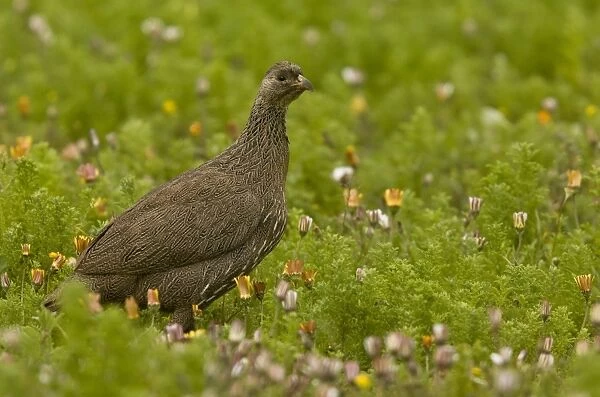 Cape Francolin (Pternistes capensis) adult, standing amongst wildflowers, Western Cape Province, South Africa, August