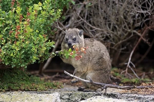 Cape Rock Hyrax (Procavia capensis) young, feeding on leaves, Bettys Bay, Western Cape, South Africa, December