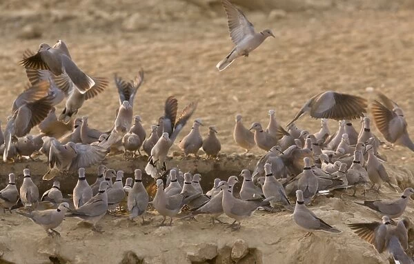Cape Turtle-dove (Streptopelia capicola) adults, flock drinking at waterhole, Kalahari Desert, Kalahari Gemsbok N. P