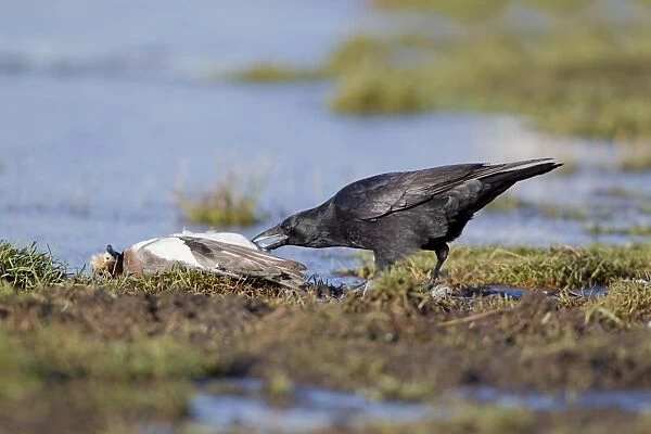 Carrion Crow (Corvus corone) adult, feeding on dead Eurasian Wigeon (Anas penelope) adult male, Suffolk, England