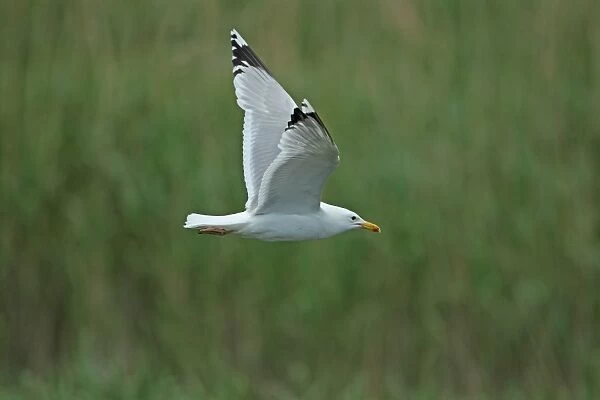 Caspian Gull (Larus cachinnans) adult, summer plumage, in flight, Tulcea, Danube Delta, Dobrogea, Romania, may