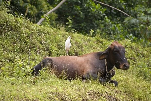 Cattle Egret (Bubulcus ibis ibis) adult, standing on back of cow, Tobago, Trinidad and Tobago, October