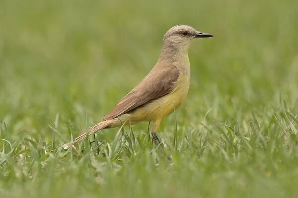 Cattle Tyrant (Machetornis rixosa) adult, standing on grass, Vicente Lopez, Buenos Aires Province, Argentina, october