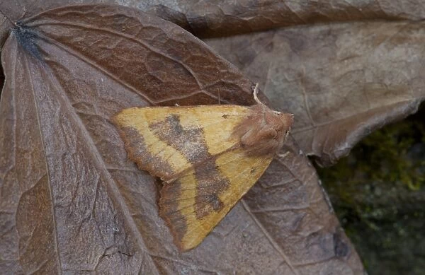 Centre-barred Sallow (Atethmia centrago) adult, resting on fallen leaf, Sheffield, South Yorkshire, England, September