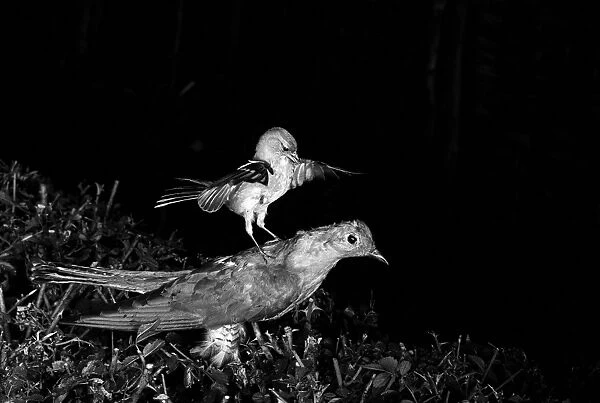 Chaffinch attacking a stuffed Cuckoo Staverton 1948. Photographed by Eric Hosking using a High Speed Flash unit to stop