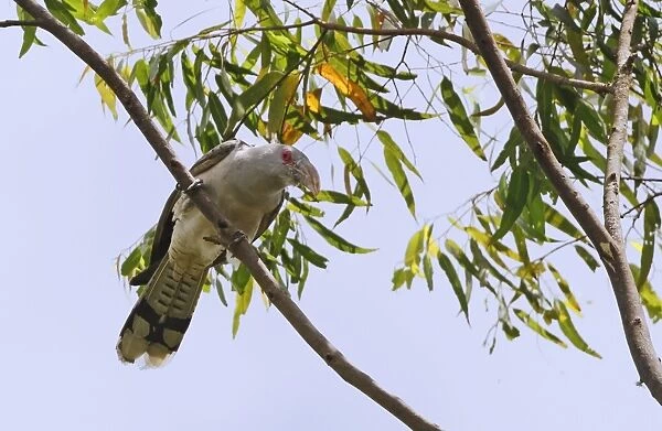 Channel-billed Cuckoo (Scythrops novaehollandiae) adult, perched on branch, Atherton Tableland, Great Dividing Range