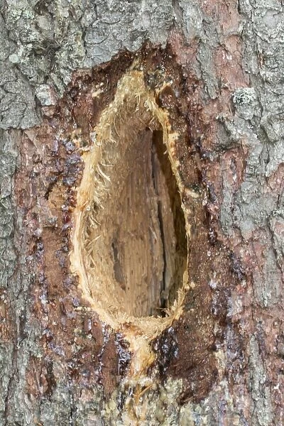 A characteristic elongated rectangular hole excavated by a black woodpecker